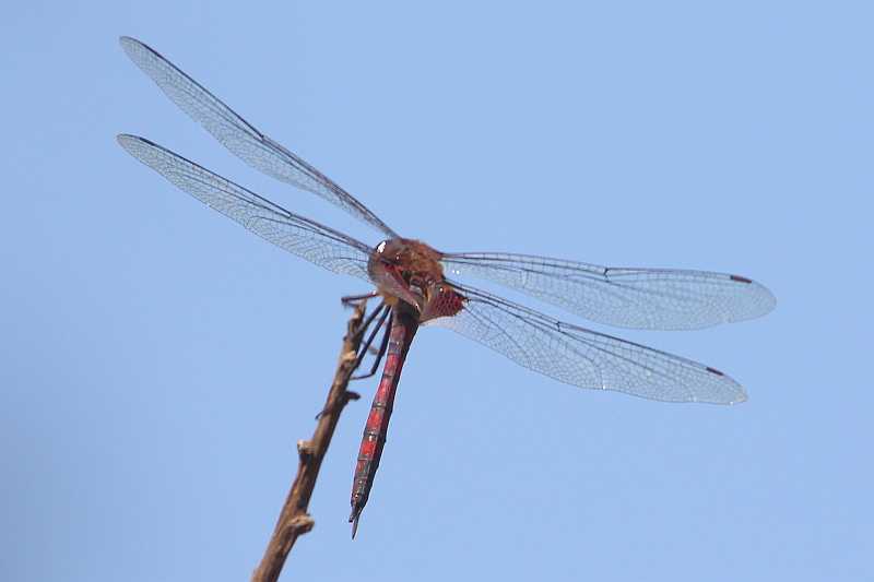 J19_9267 Tramea limbata male.JPG